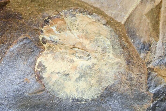 Paleocene Fossil Fruit (Wimmeria?) - North Dakota #165069